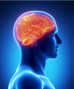 Chemo Brain - How do chemotherapy treatments affect the brain, and what can be done about it?